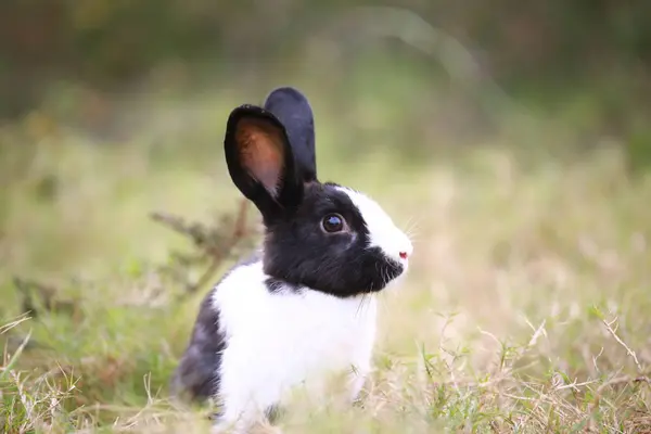 Ausgewachsenes Kaninchen Frühling Auf Der Grünen Wiese Schöne Hase Hat — Stockfoto