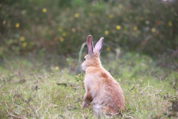 들판에 토끼입니다 귀여운 토끼는 정원에서 재미를 토끼는 우아하게 자연의 풀에서 — 스톡 사진