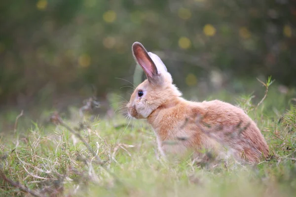 Adult Rabbit Green Field Spring Lovely Bunny Has Fun Fresh — Stock Photo, Image