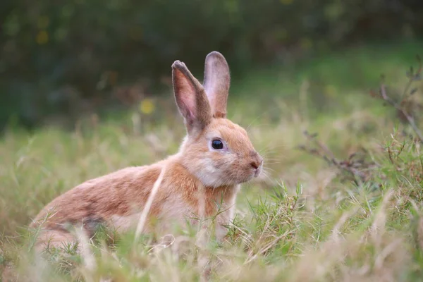 Vuxen Kanin Grönt Fält Våren Härlig Kanin Har Kul Fräsch — Stockfoto