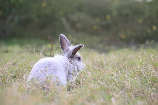 Взрослый Кролик Зеленом Поле Весной Прекрасный Кролик Веселится Свежем Саду — стоковое фото