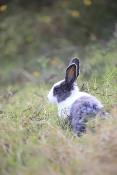 Baharda Yeşil Tarlada Yetişkin Bir Tavşan Güzel Tavşancık Taze Bahçede — Stok fotoğraf