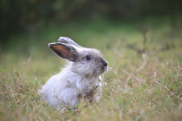 春に緑の畑で成虫ウサギ 新鮮な庭で素敵なウサギは楽しいです 愛らしいウサギが遊び 自然の中でリラックスしています緑の草 — ストック写真