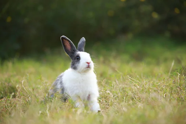 Ausgewachsenes Kaninchen Frühling Auf Der Grünen Wiese Schöne Hase Hat — Stockfoto