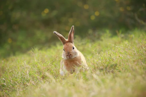 Baharda Yeşil Tarlada Yetişkin Bir Tavşan Güzel Tavşancık Taze Bahçede — Stok fotoğraf