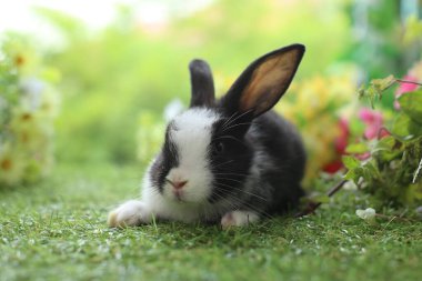 Baharda arka planda doğal bokeh olan yeşil çimenlerin üzerinde şirin küçük bir tavşan. Bahçede oynayan genç sevimli tavşan. Parktaki sevimli hayvan.