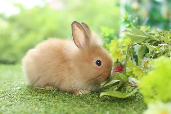 春は緑の芝生の上で天然のボケを背景に可愛いウサギ 庭で遊んでいる若い愛らしいウサギ 公園での素敵なペット — ストック写真
