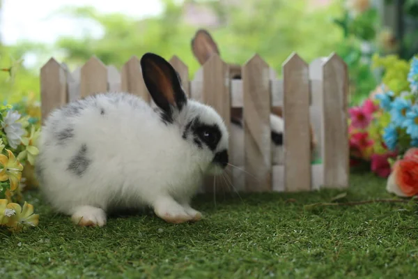 春天里 在绿草上 以天然山楂为背景 可爱的小兔子 年轻可爱的兔子在花园里玩耍 公园里可爱的宠物 — 图库照片