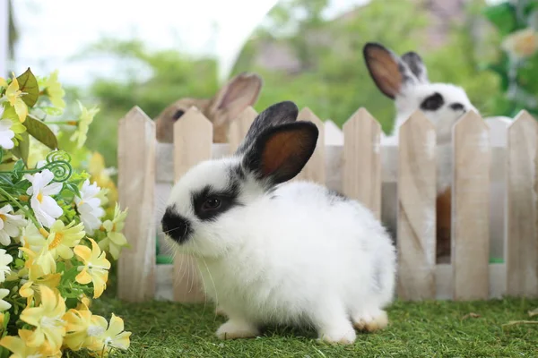 Милий Маленький Кролик Зеленій Траві Натуральним Боке Фон Навесні Молодий — стокове фото
