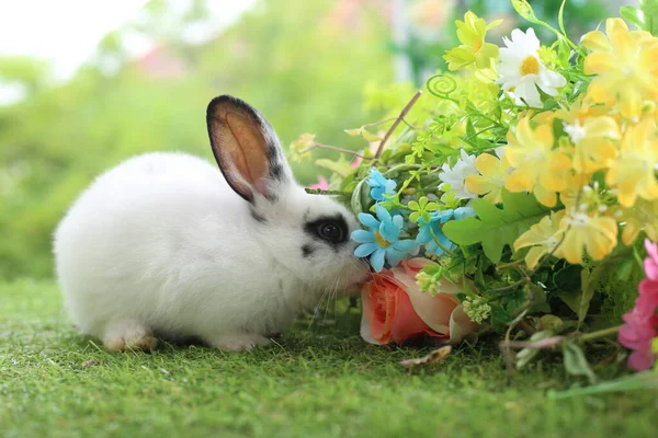 春は緑の芝生の上で天然のボケを背景に可愛いウサギ 庭で遊んでいる若い愛らしいウサギ 公園での素敵なペット — ストック写真