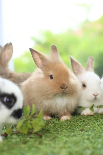 봄철에는 자연적 배경으로 풀밭에 귀여운 토끼가 정원에서 귀여운 공원에서의 귀여운 — 스톡 사진