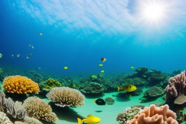 Sualtı sahnesi. Okyanus mercan resifi suyun altında. Deniz dünyası su altında. Su hattı ve su altı geçmişi. Metin için boş boşluk.