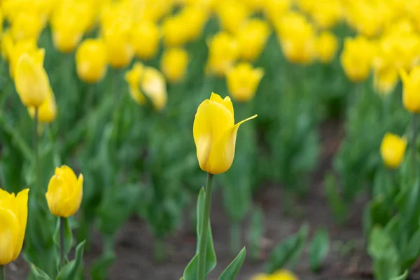 Gele Bloemen Achtergrond Outdoor Voorjaarsseizoen Bloemen Selectieve Focus — Stockfoto