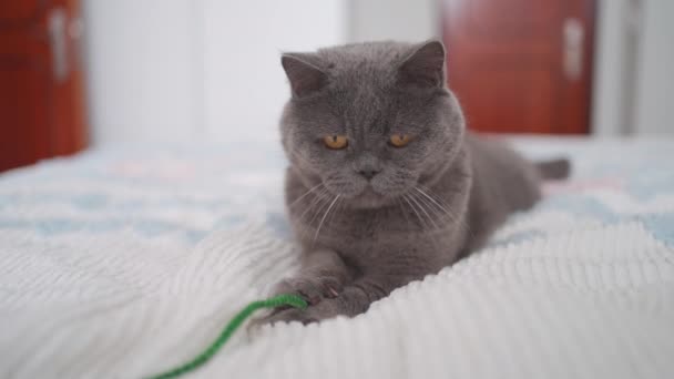 寝室のソファでおもちゃで遊ぶ大人の英国の猫 白い毛布の上に横たわるロープで遊ぶ国産猫 — ストック動画