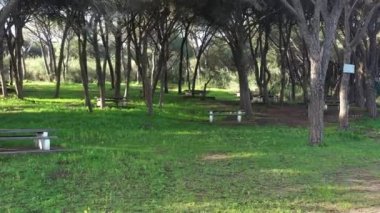 Drone manzaralı boş piknik masası ve güzel bir ormandaki banklar. Doğada piknik. Açık hava eğlencesi