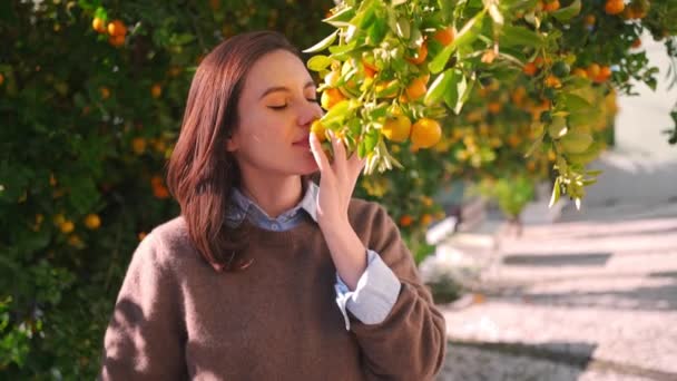 Mulher Perto Tangerina Árvore Jardim Senhora Andando Pomar Frutas Apreciando — Vídeo de Stock