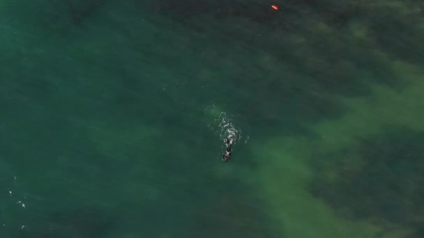 Bilinmeyen Bir Insanın Sığ Sularda Zıpkınla Balık Avlamasına Bakan Hava — Stok video