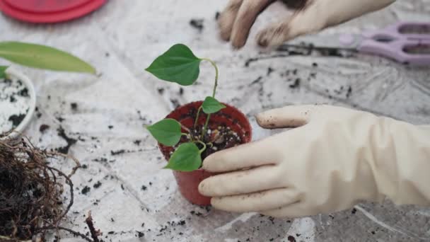 ポットに植える白い手袋の庭師 園芸中に植物の世話をする匿名の作物の閉鎖 花のポットに土をかき混ぜる手 ホーム ガーデニング趣味コンセプト — ストック動画