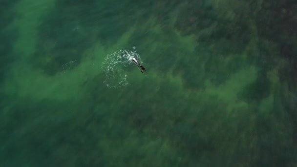 Víz Alatti Vadászat Aerial View Búvár Szigonyhorgászat Sekély Vízben Halászok — Stock videók
