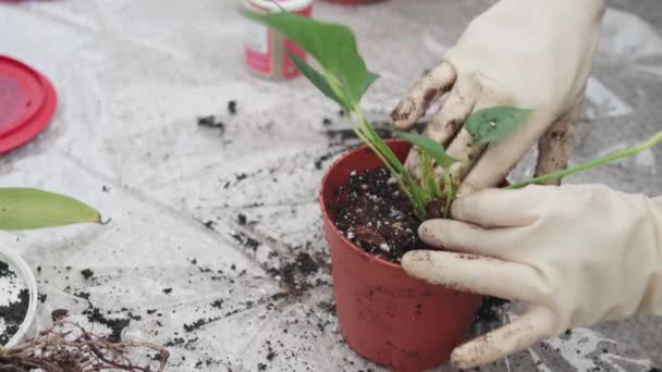 手套中的园艺师在盆栽植物 作物匿名人员在园艺的同时照料植物 手在花盆里搅拌泥土 家庭园艺概念 — 图库视频影像