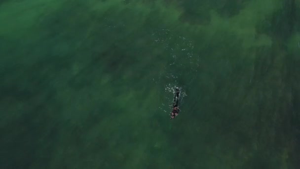 Légi Felvétel Búvár Szigonyhorgászat Sekély Vízben Víz Alatti Halászat Úszás — Stock videók