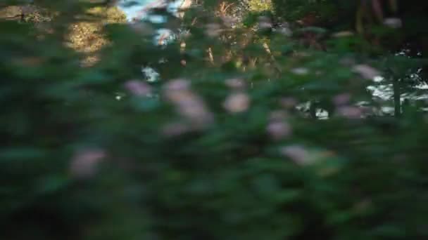 Aktiv Kvinde Jogging Sommerdag Byens Park Side View Hvid Kvindelig – Stock-video
