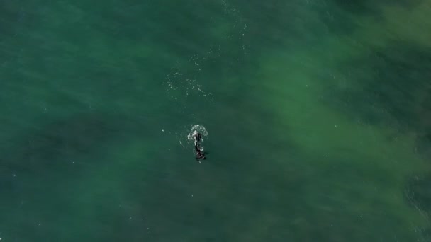 Víz Alatti Halászat Aerial Drone Kilátás Ismeretlen Búvár Szigonyhalászat Sekély — Stock videók