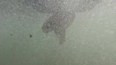 Küçük bir kız penguen şeklinde şişme bir yüzükle okyanusta yüzmekten zevk alıyor. Video onun neşeli anlarını ve suda eğlencesini yakalıyor.