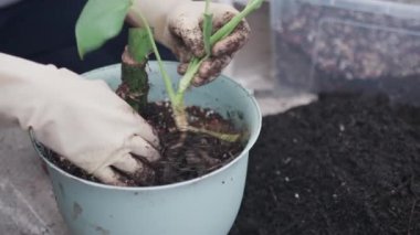Kadınların yakın plan çekimleri, beyaz lastik eldivenlerle çiçekleri saklar ve üzerini toprakla kaplar, kapalı alanda bahçe yapma hobisine odaklanırlar.