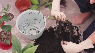 Beyaz lastik eldivenli bir kadının elleri bitki kökünü temizliyor, kapalı alanda bahçe işleri kavramına odaklanıyor