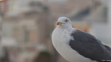 Gri ve beyaz tüylü martı, şehir binalarının arkasında güneş batarken suya bakan bir korkulukta sakince duruyor.