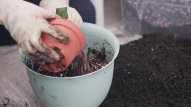 Beyaz eldivenli bir kişi taze toprak kullanarak yeşil bitkiyi dikkatlice saksıya yerleştirir ve sağlıklı bir büyüme için kökleri garantiye alır. Eller işlem sırasında bitkiyi nazikçe tutar.