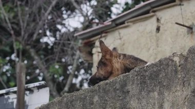 Alman çoban köpekleri yıpranmış beton duvarın üstünden geçtiler, kulakları açıldı ve gözleri odaklandı. Arkaplanda kırsal kesimdeki eski bir bina yer alıyor