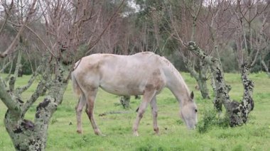 Yaşlı beyaz at yapraksız ağaçlarla çevrili yeşil çayırlarda otluyor. Paltosu biraz çamurlu görünüyor ve duruşu sakin kırsal kesimde sakin bir anı işaret ediyor.