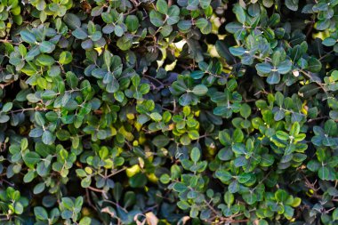 Yeşil yapraklı arka plan, canlı yeşillikle doğal tasarımı gösteriyor taze ve sakinleştirici atmosfer yaratıyor.