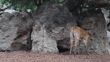 Bioparc Valencia 'daki Sika geyiği gölgeli habitattaki büyük kayaların yanında sakin, huzurlu bir günde sakin, doğal hayvanat bahçesi ortamına karışıyor.
