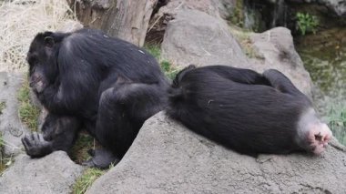 Şempanzeler, Bioparc Valencia 'daki doğal çevrelerinde kayaların üzerinde dinleniyor. Sosyal bağlarını ve yaşam ortamlarının sakin atmosferini sergiliyorlar.