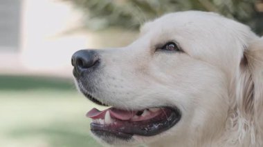 Golden Retriever yakın plan, ağzı açık, dili açık, güneşli parkta dinleniyor, huzurlu ve mutlu bir ifade, dışarıda yaz gününün tadını çıkarıyor.