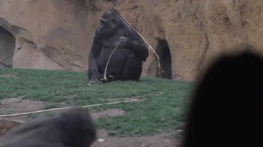 Bioparc Valencia 'da elinde sopayla oturan goril, kaya duvarının yakınındaki çevresini sakince gözlemliyor ve ön planda görülen ziyaretçi...