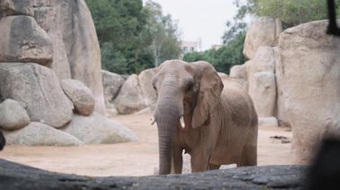 Bioparc Valencia 'da geniş bir doğa koruma alanı içinde Afrika fili. Etrafı kayalar ve ağaçlarla çevrili. Huzurlu bir ortamda vahşi hayatı gözler önüne seriyor.