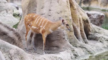 Sitatunga antilobu Bioparc Valencia 'nın sularının yanında sessizce duruyor, sakin, sakin ve çevre dostu ortamına karışıyor.