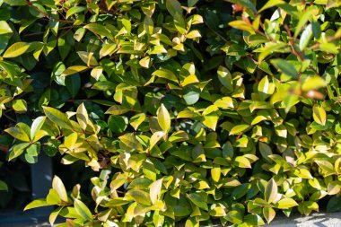 Çerçeveyi dolduran çeşitli yeşilliklerin canlı yaprakları güneş ışığının tadını çıkarıyor. Sağlıklı çalı, bahçe yolu boyunca canlı bir atmosfer yaratır, doğa meraklılarını güzelliğin tadını çıkarmaya davet eder..