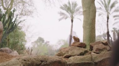 Valencia 'daki palmiye ağaçlarıyla çevrili kayalık arazide mirket huzur dolu doğal ortamda merakla manzarayı tarıyor.