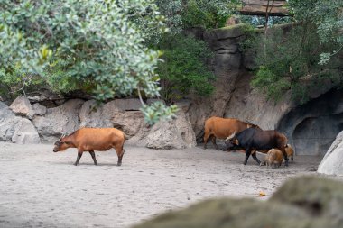 Bioparc Valencia 'daki Afrika buffaloları doğa ile çevrili sakin hayvanat bahçesinde kayaların ve suyun yanında dururlar.
