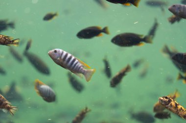 Çizgili tropikal balıklar diğer renkli türlerle çevrili akvaryumda zarifçe yüzerek sualtı manzarası oluştururlar.