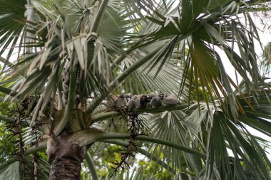 Tomurcuk sürüsü, tropikal bir ortamda, gür yaprakların arasına kurulmuş palmiye dallarında dinleniyor.