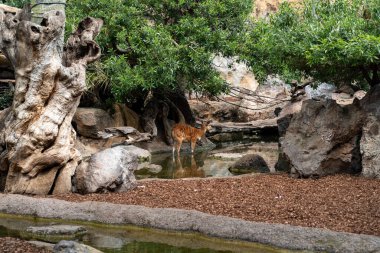 Bioparc Valencia 'daki Sika geyiği gölgeli habitattaki büyük kayaların yanında sakin, huzurlu bir günde sakin, doğal hayvanat bahçesi ortamına karışıyor.