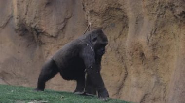 Goril, Bioparc Valencia 'daki kayalık duvar boyunca yürüyor. Doğal hayvanat bahçesi habitatı, dikkatle tasarlanmış vahşi yaşam ortamındaki primatların gücünü, hareketini ve davranışlarını ön plana çıkarıyor.