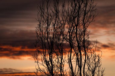 Günbatımına karşı siluetli yapraksız meşe dallarının arkaplan resmi.