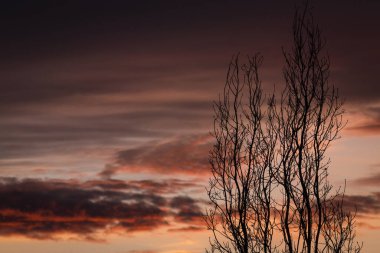 Günbatımına karşı siluetli yapraksız meşe dallarının arkaplan resmi.